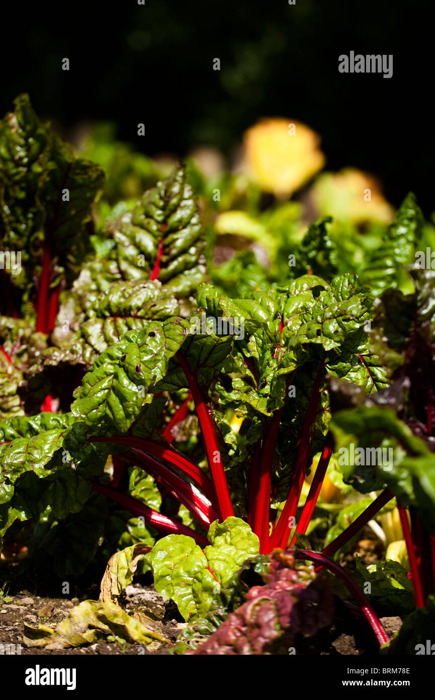 Blatt-Rüben, Ruby Mangold, wächst in The Lost Gardens of Heligan in Cornwall, Großbritannien Stockfoto