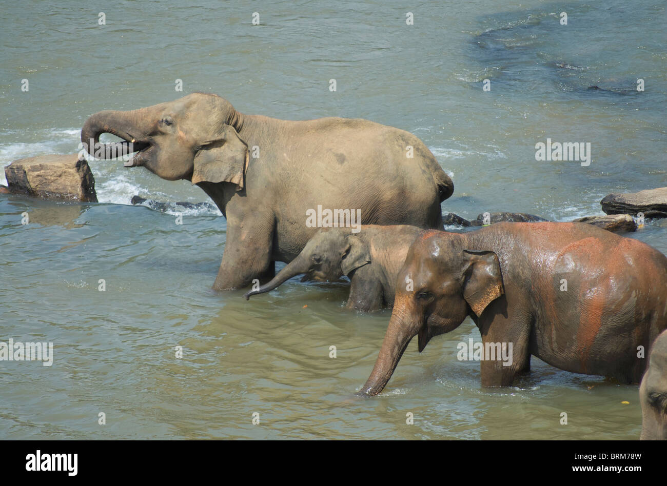 Elefanten in einem Fluss trinken Stockfoto