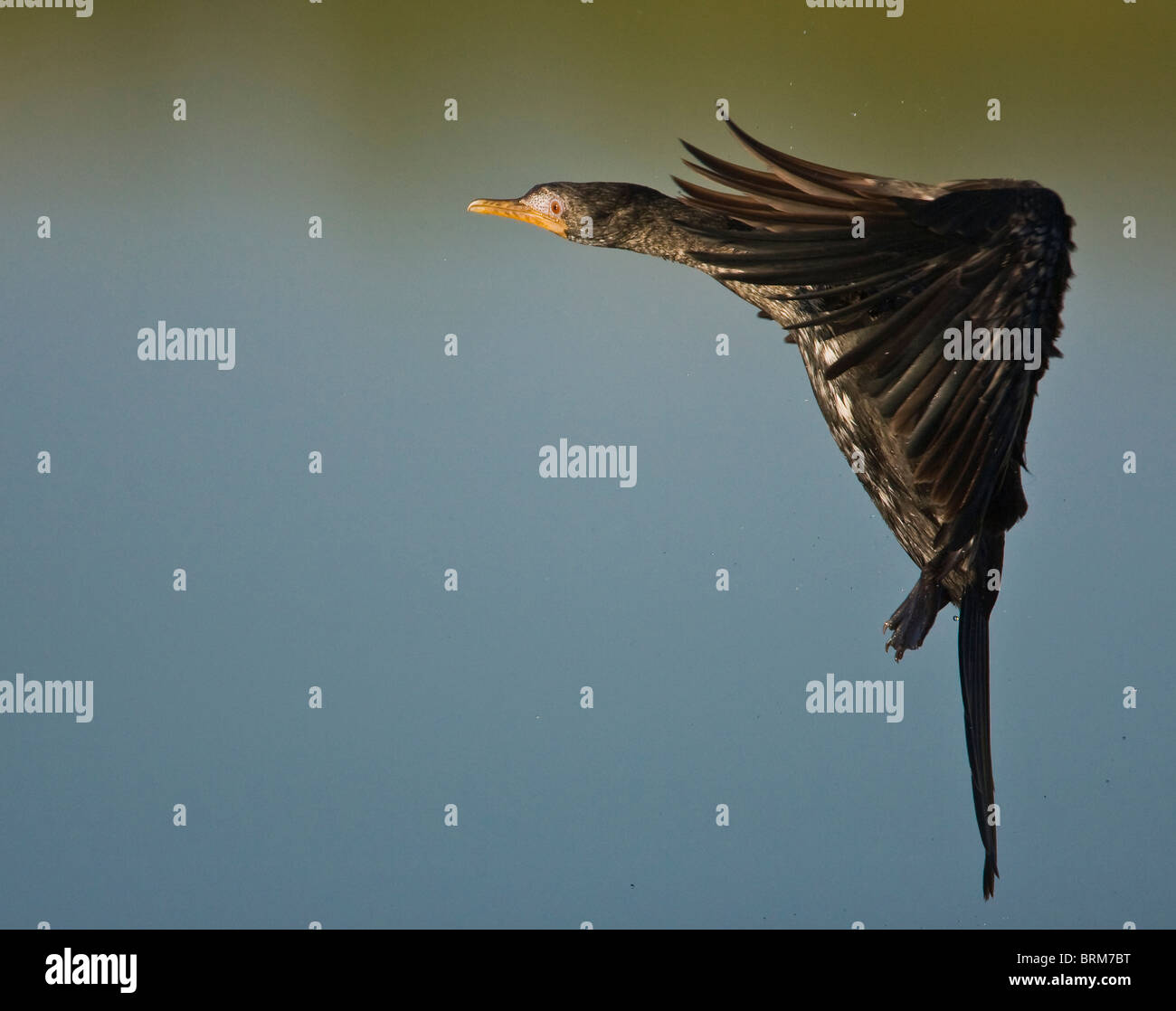 Reed-Kormoran Stockfoto