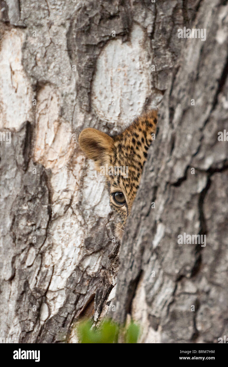 Leopard peeping Out hinter einem Baumstamm Stockfoto