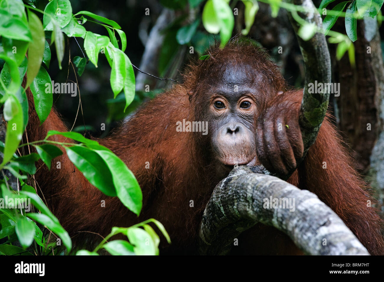 Porträt von ein wenig Orang-Utan Stockfoto