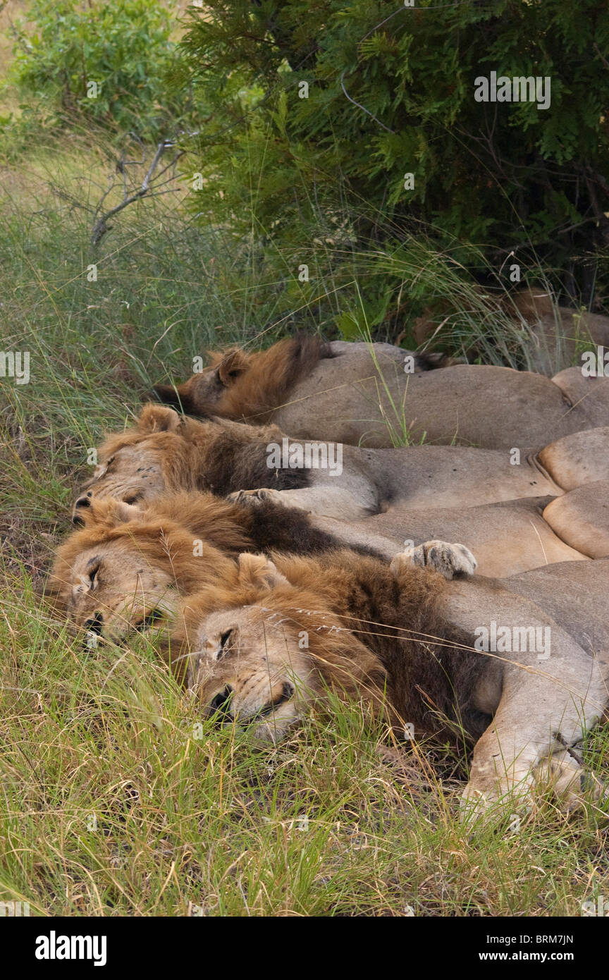 Vier männliche Löwen schlafen zusammen im Schatten eines kleinen Busches Stockfoto