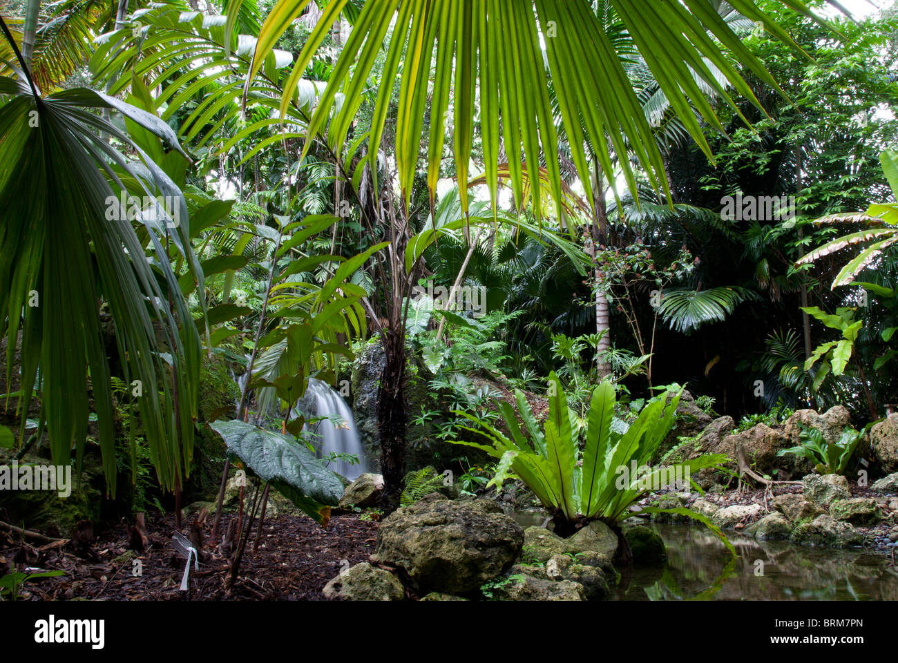 Costa Rica. Regen-Wald. Stockfoto