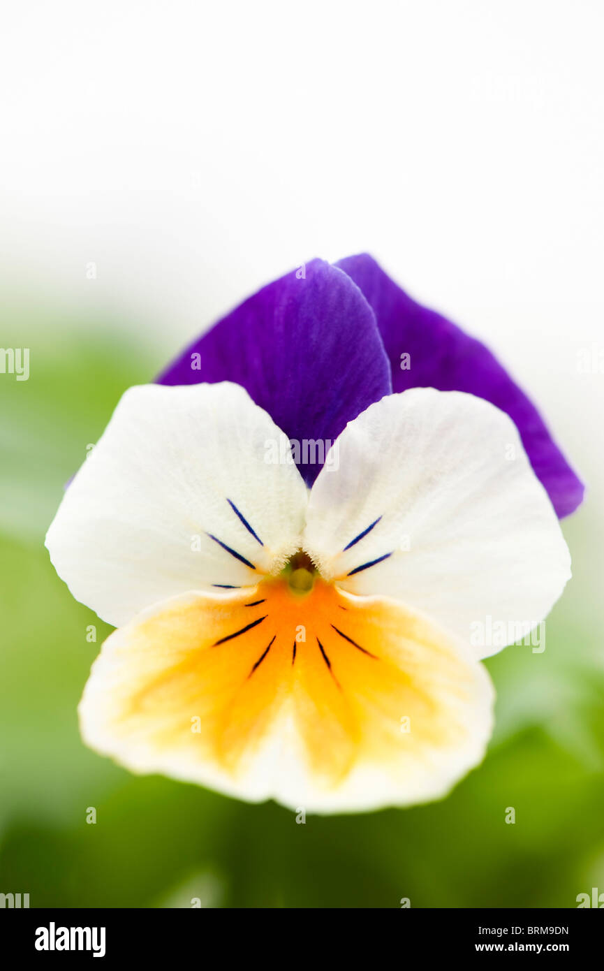 Viola 'Peach Jump Up' in Blüte Stockfoto