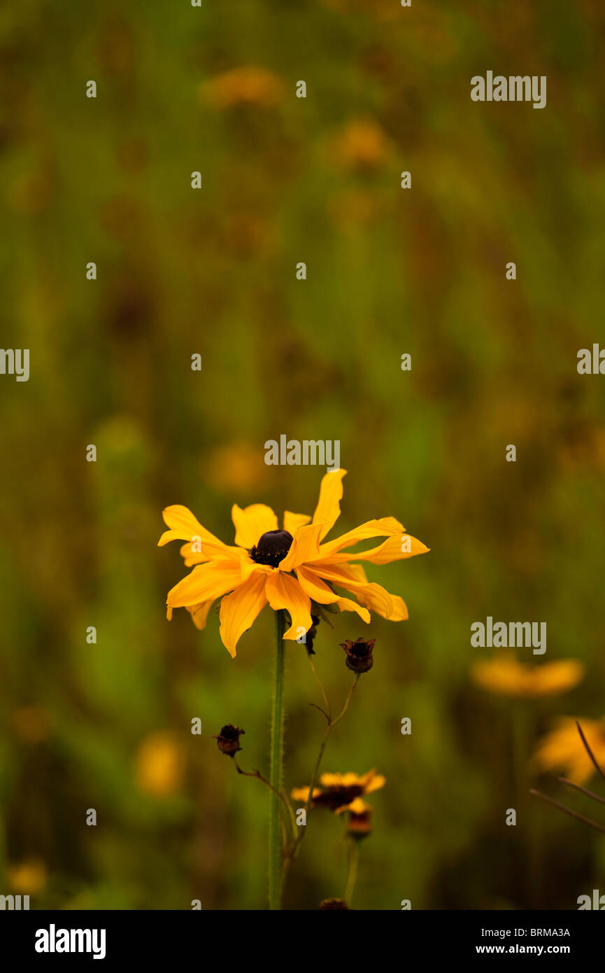 Rudbeckia, Sonnenhut, wächst in The Eden Project in Cornwall, Großbritannien Stockfoto