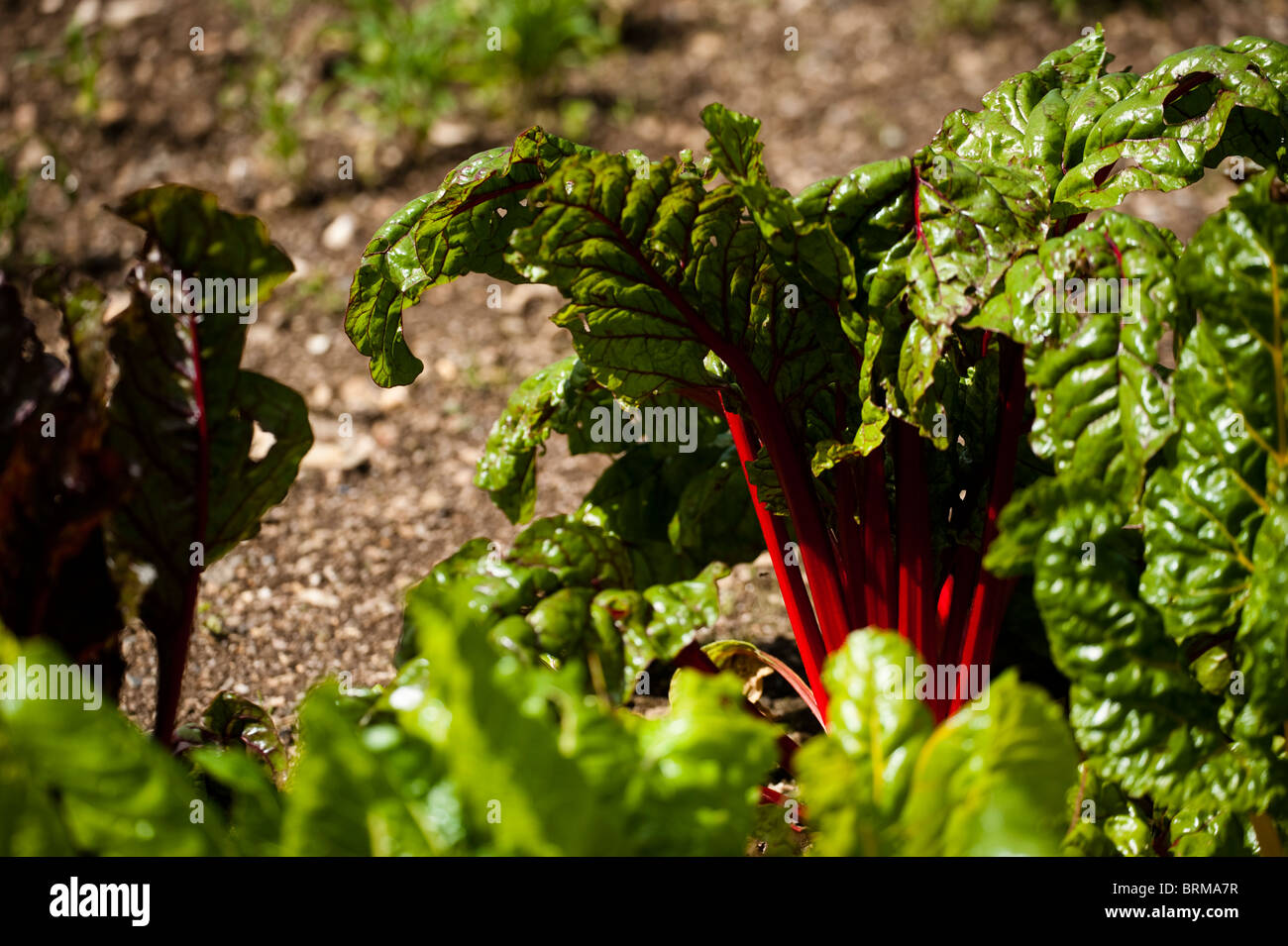 Blatt-Rüben, Ruby Mangold, wächst in The Lost Gardens of Heligan in Cornwall, Großbritannien Stockfoto