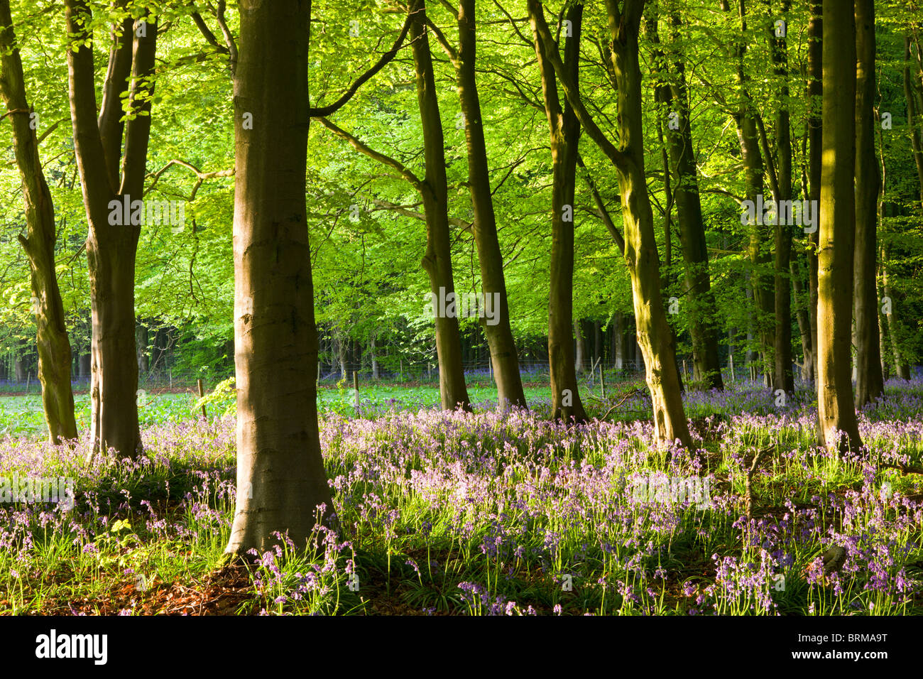 Gemeinsame Bluebells (Hyacinthoides non-scripta) Blühende in einem Buche, West Woods, Lockeridge, Wiltshire, England. Stockfoto