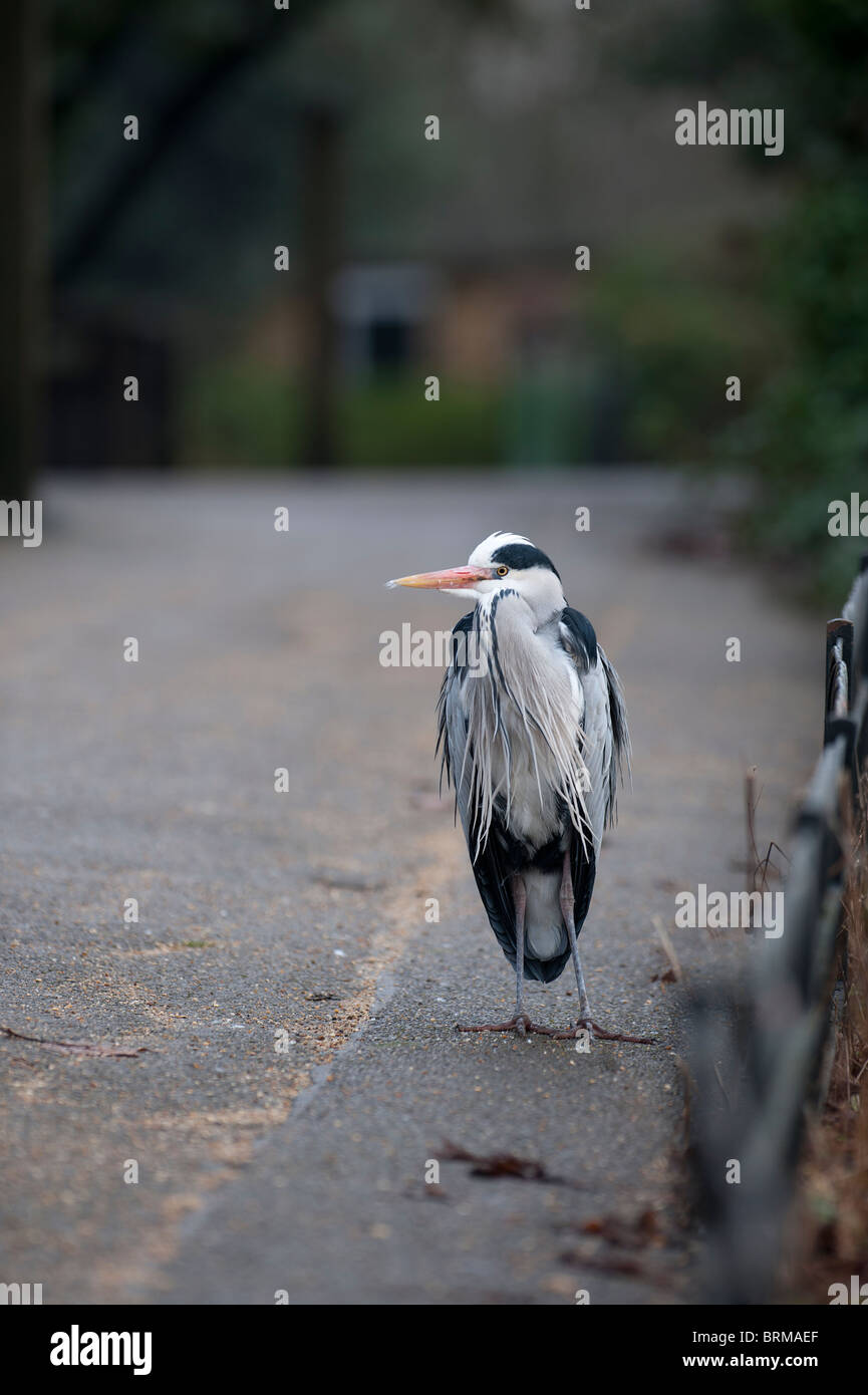 Grey Heron Ardea Cinerea Regents Park Central London winter Stockfoto