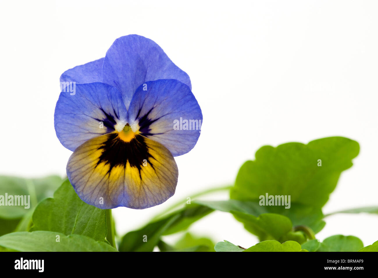 Viola Penny "Marlies" vor einem weißen Hintergrund Stockfoto