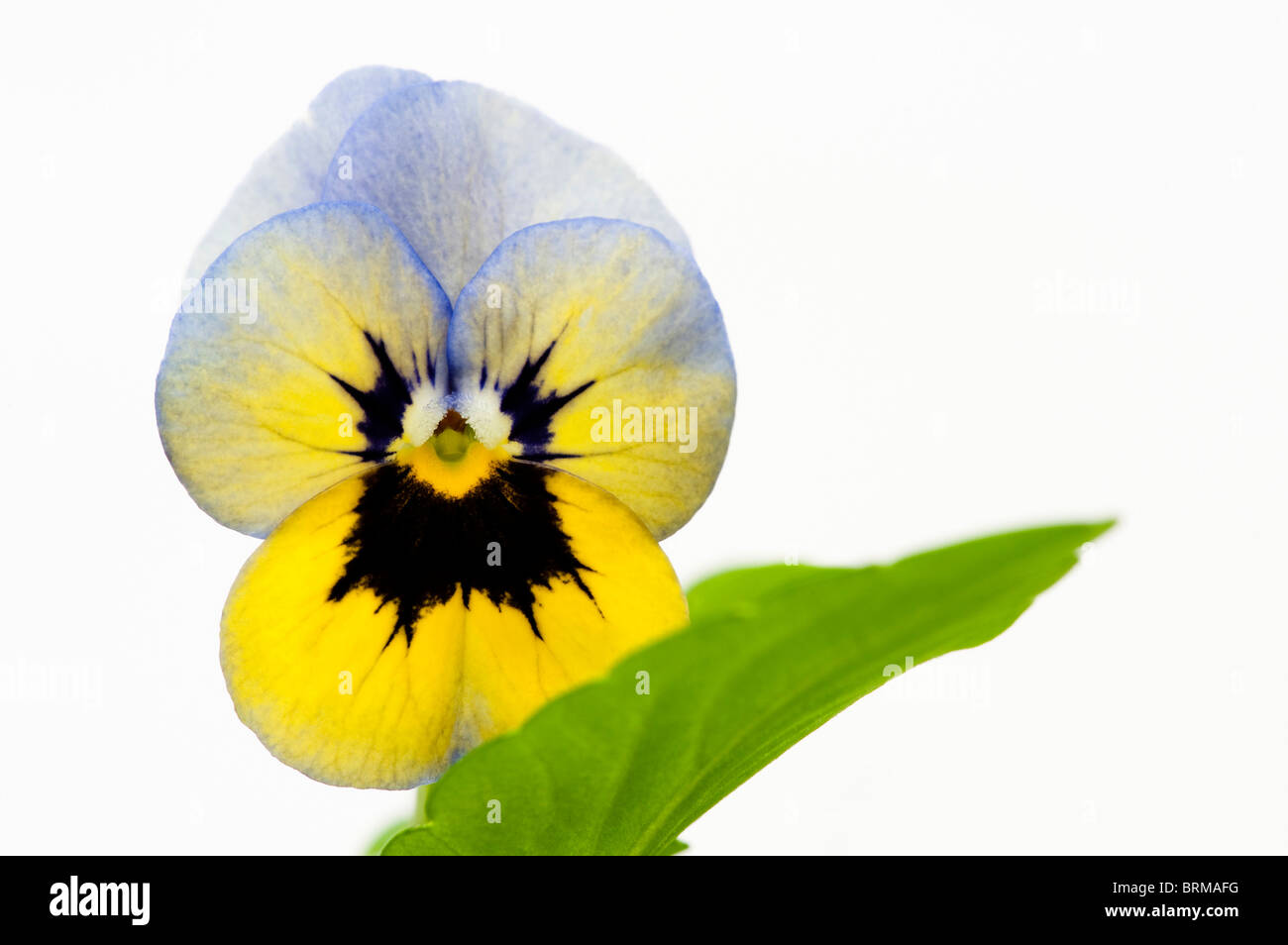 Viola Penny "Marlies" vor einem weißen Hintergrund Stockfoto