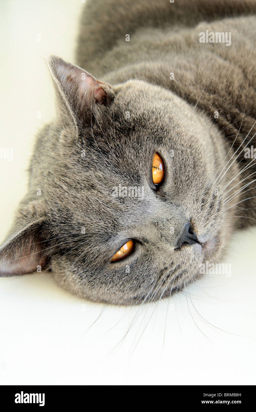 Britische blaue Katze mit orangefarbenen Augen auf weißem Hintergrund Stockfoto