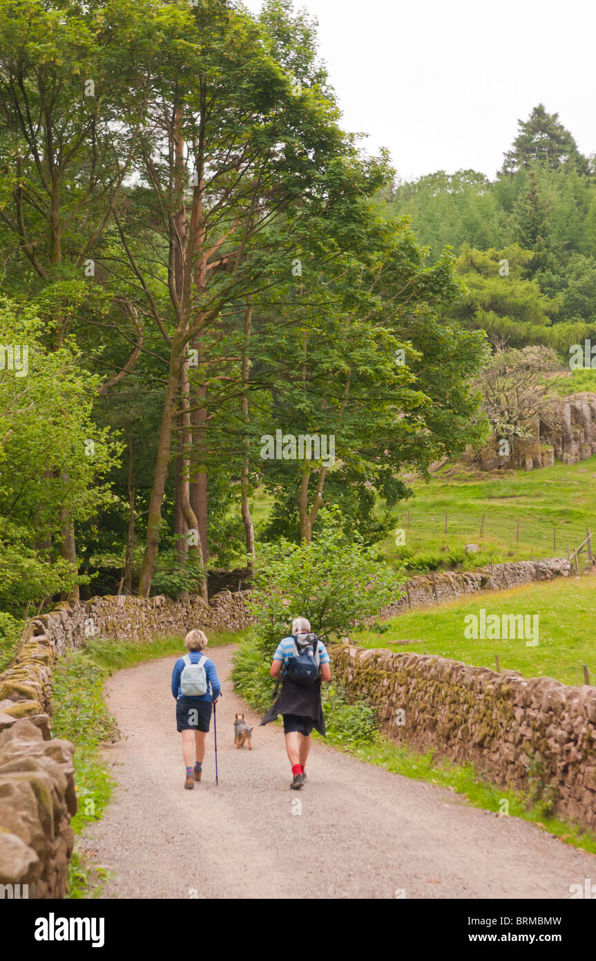 Menschen gehen in den Wald bei Stanley Ghyll in Eskdale, Cumbria, England, Großbritannien, Uk Stockfoto