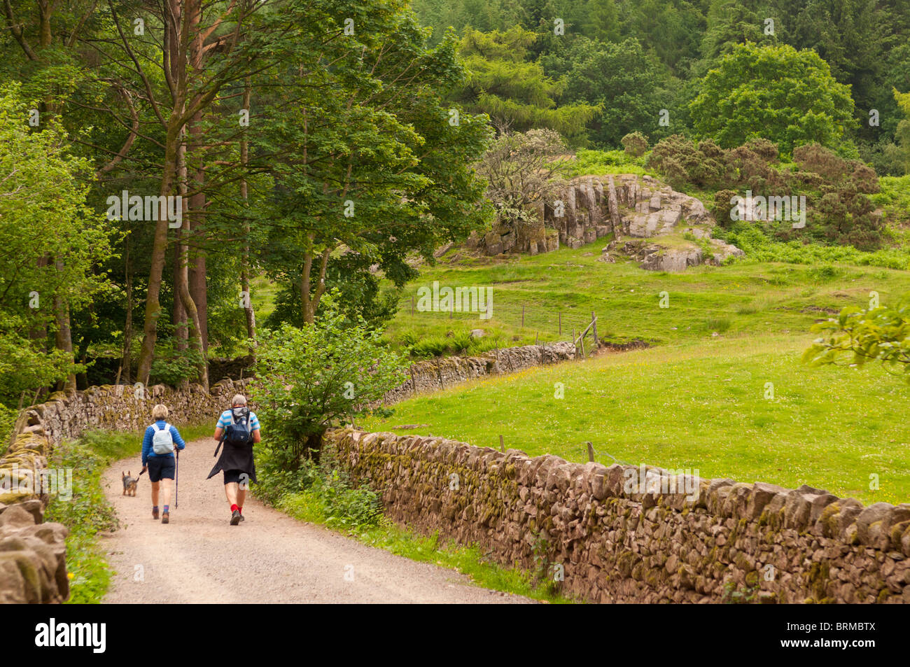 Menschen gehen in den Wald bei Stanley Ghyll in Eskdale, Cumbria, England, Großbritannien, Uk Stockfoto