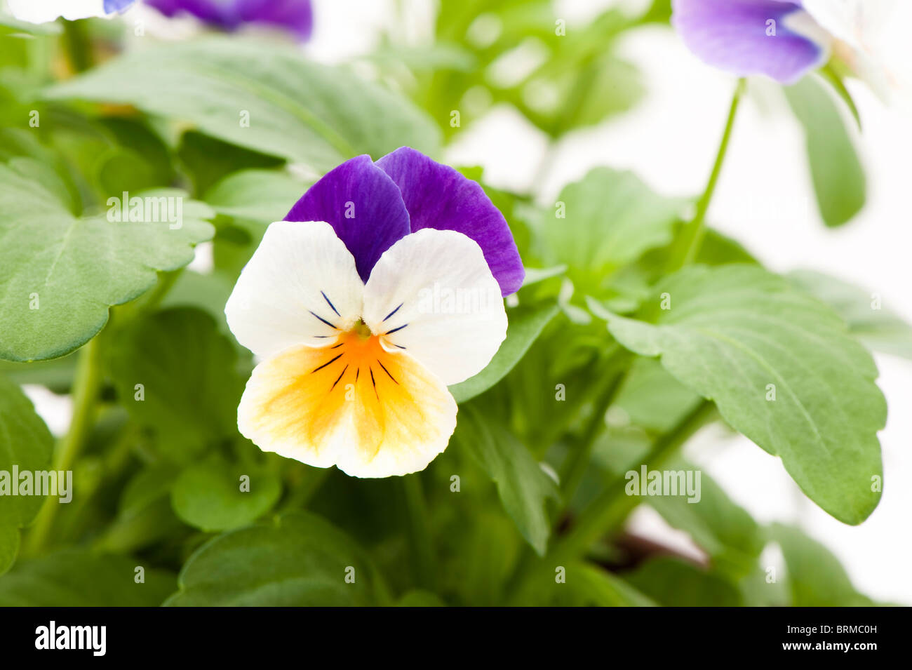 Viola 'Peach Jump Up' in Blüte Stockfoto