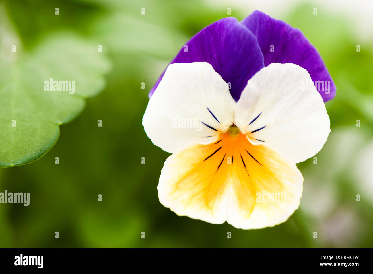 Viola 'Peach Jump Up' in Blüte Stockfoto
