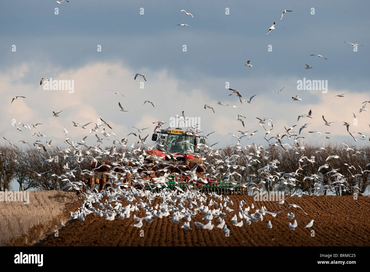 Traktor Pflügen Feld im Spätwinter mit Lachmöwen nach Pflug North Norfolk Stockfoto