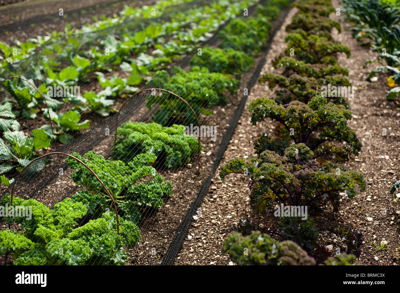 Grünkohl "Zwerg grün gewellt" und Grünkohl Redbor, Brassica Oleracea, wächst in The Lost Gardens of Heligan in Cornwall, Großbritannien Stockfoto