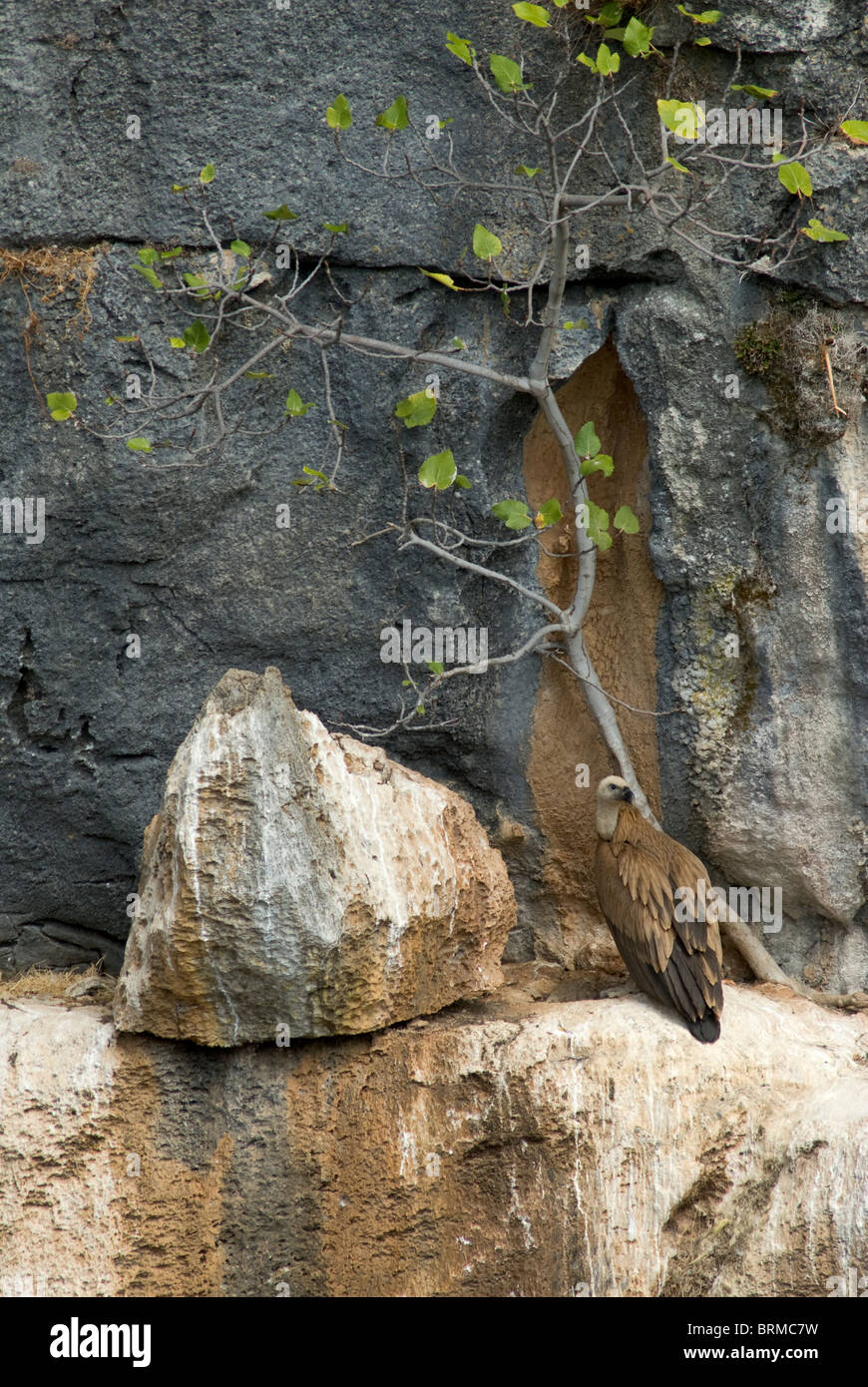 Erwachsene Gänsegeier ruht auf Schlafplatz Felsvorsprung auf steilen Felswand Stockfoto
