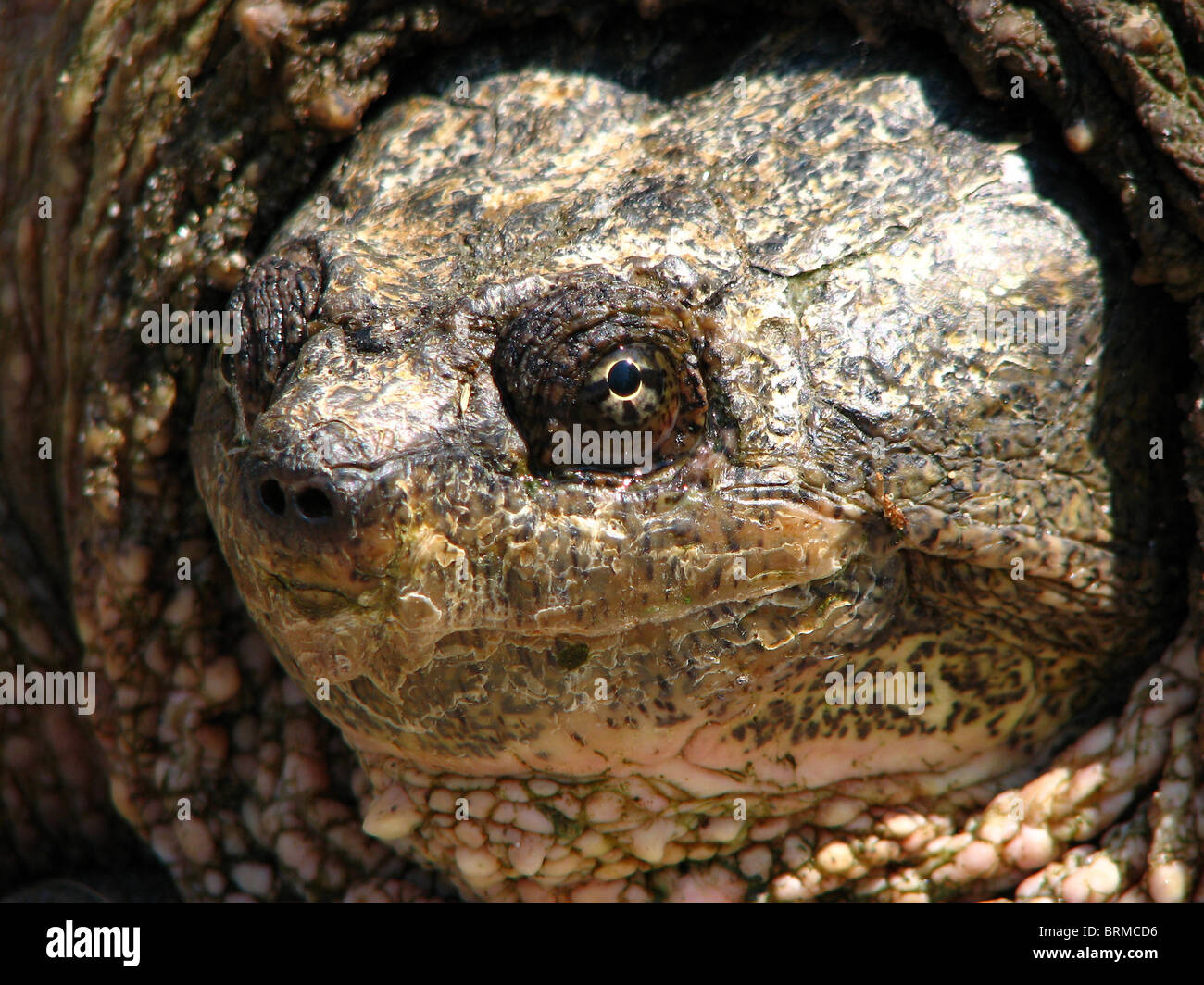 Eine Erwachsene weibliche gemeinsame Schnappschildkröte (Chelydra Serpentina) Stockfoto