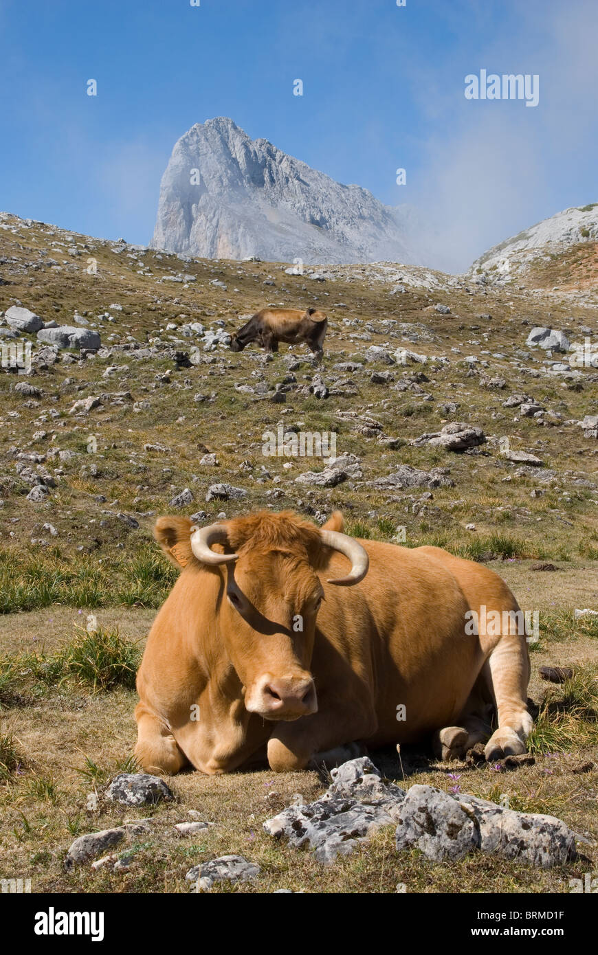 Kostenlose Roaming-Rinder im Nationalpark Picos de Europa. Kantabrien, Spanien. Stockfoto