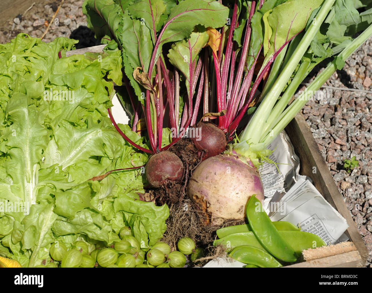 Frisch gepflückte Früchte und Gemüse aus dem Garten Stockfoto