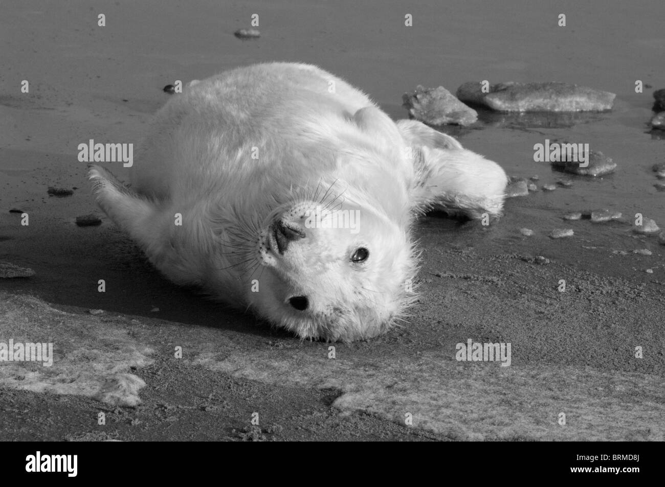 Seal Pup Stockfoto