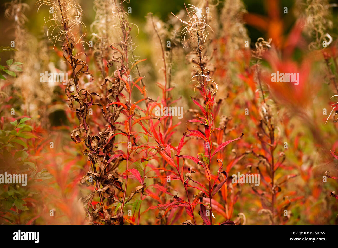 Rosebay Weidenröschen Chamerion Angustifolium, nach der Blüte Stockfoto