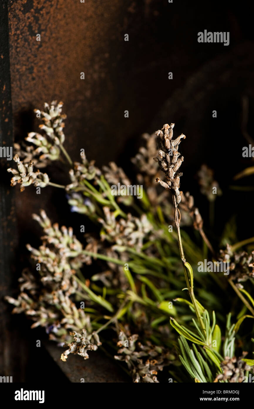 Lavendel, Lavandula Angustifolia 'Hidcote', in ein Kamingitter trocknen Stockfoto