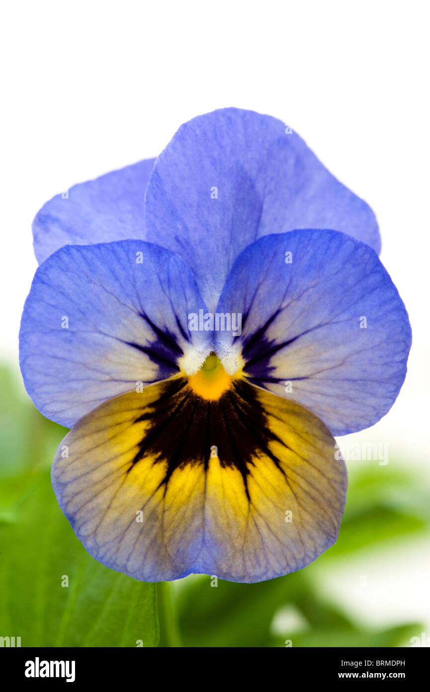 Viola Penny "Marlies" vor einem weißen Hintergrund Stockfoto
