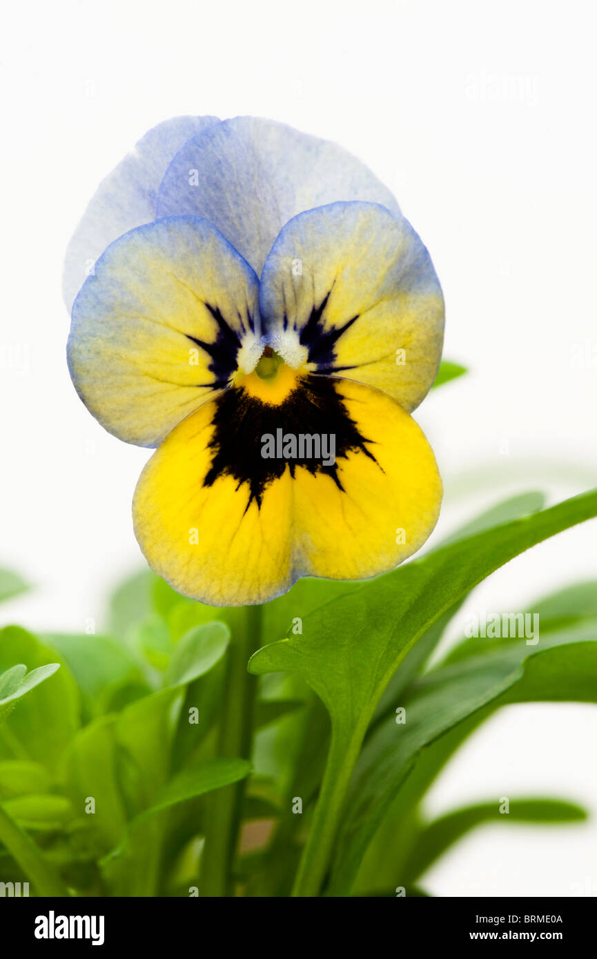 Viola Penny "Marlies" vor einem weißen Hintergrund Stockfoto