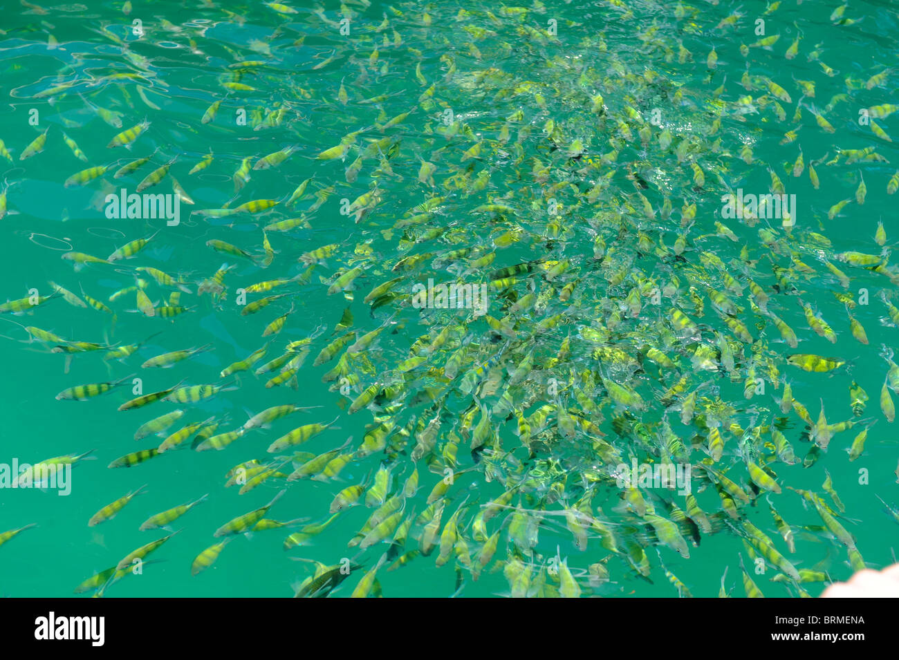 Kolonie Fisch Stockfoto