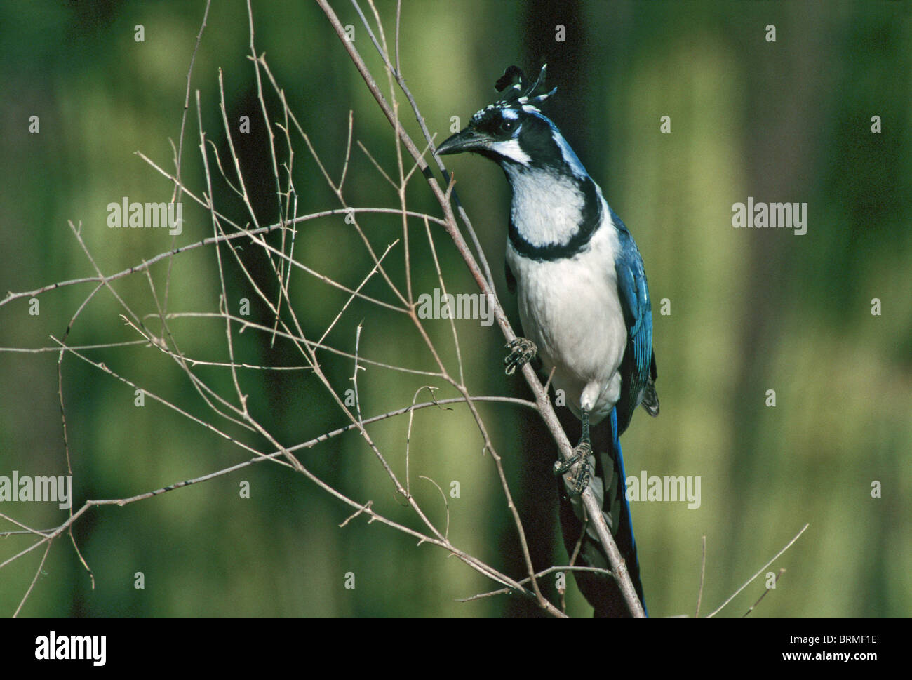 Black-throated Magpie-Jay Stockfoto