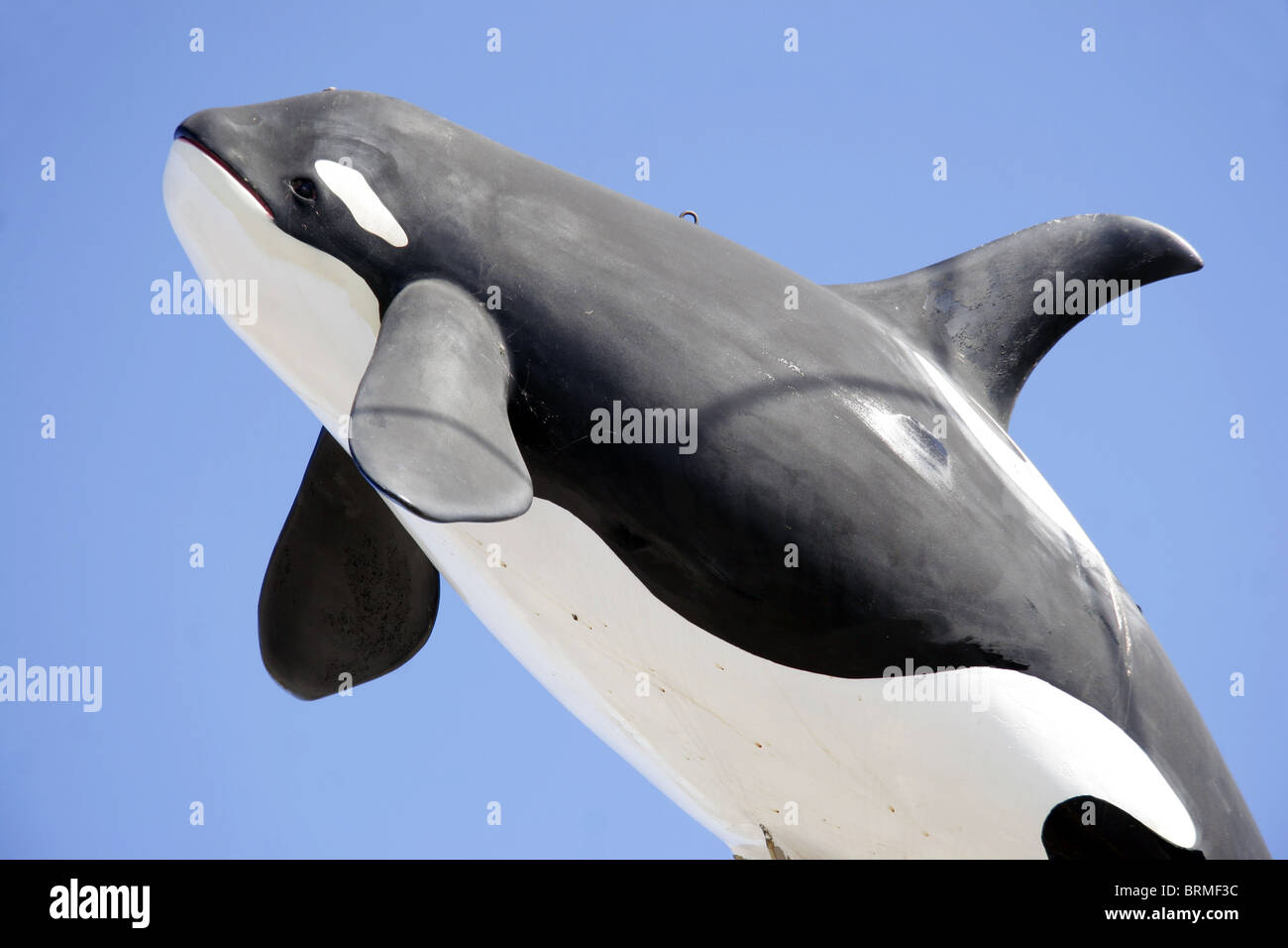 Modell der Orca-Wal Stockfoto