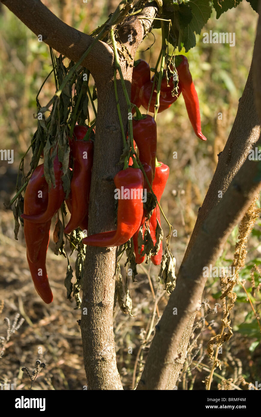 Rote Paprika gebunden in einem Bündel unter Baum zum Trocknen aufhängen Stockfoto