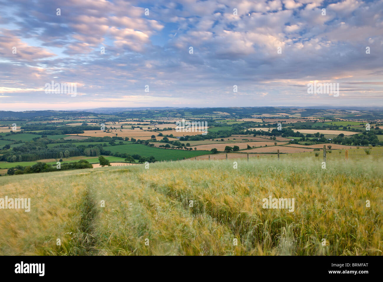 Ernte-Bereich mit Blick auf die endlose Hügellandschaft des mittleren Devon, England. Sommer (Juli) 2010. Stockfoto