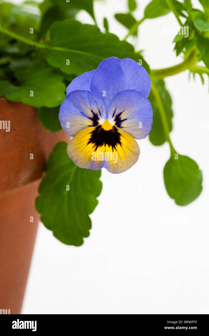 Viola Penny "Marlies" vor einem weißen Hintergrund Stockfoto