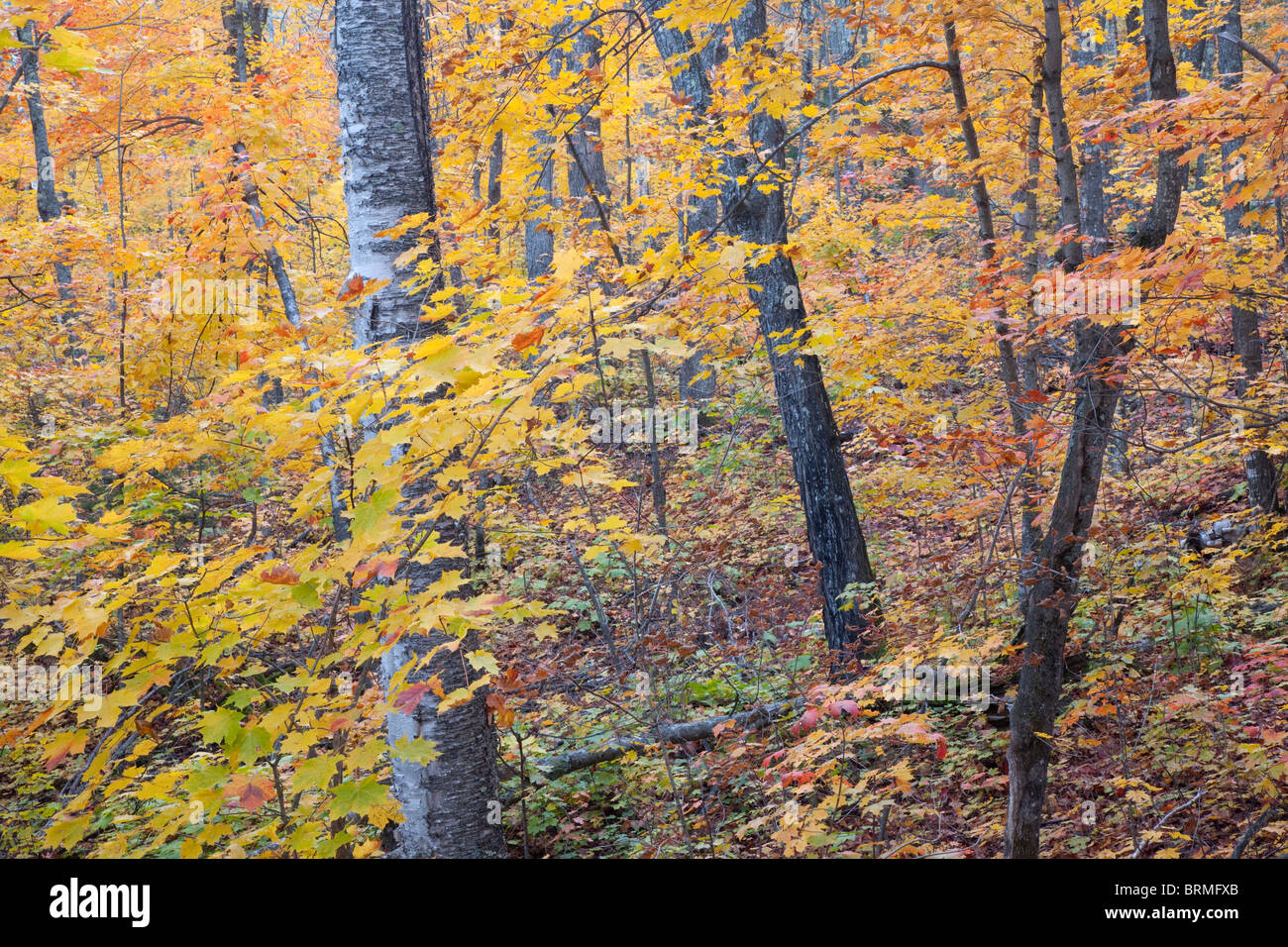 Laubwald im Herbst, Tettegouche State Park, Minnesota Stockfoto