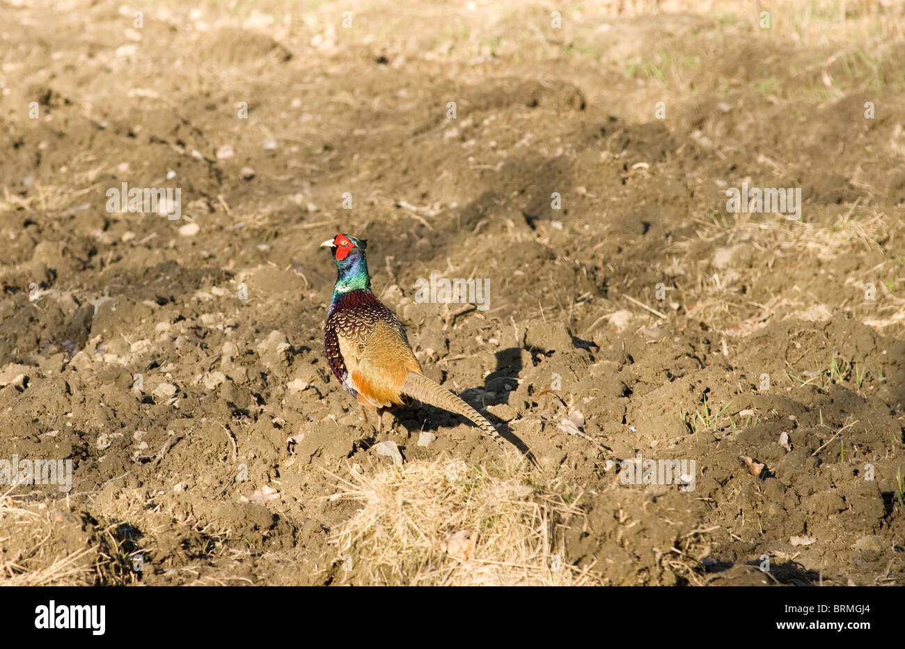 gemeinsamen Fasan Stockfoto