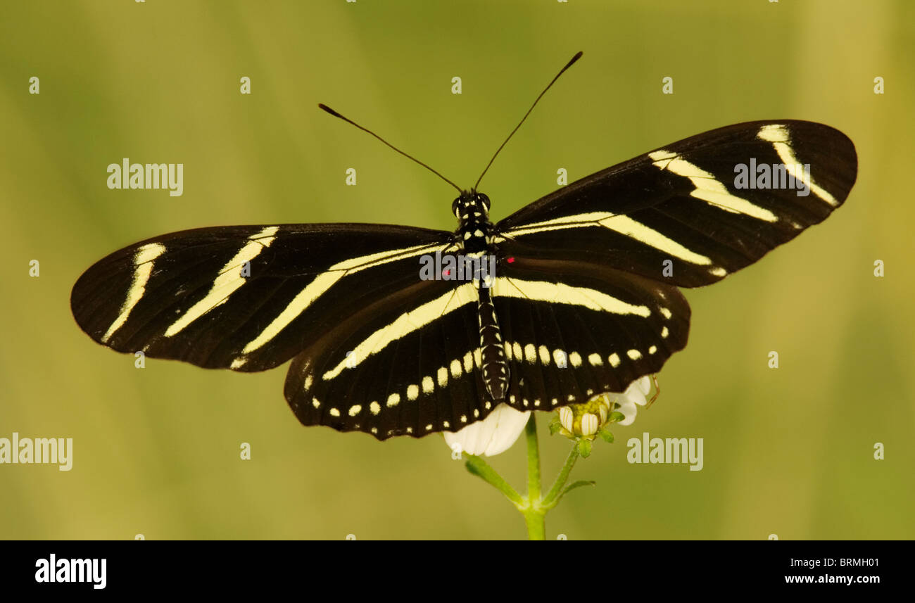 Zebra Longwing Schmetterling auf Blume mit Krabbenspinne in Florida Everglades Stockfoto