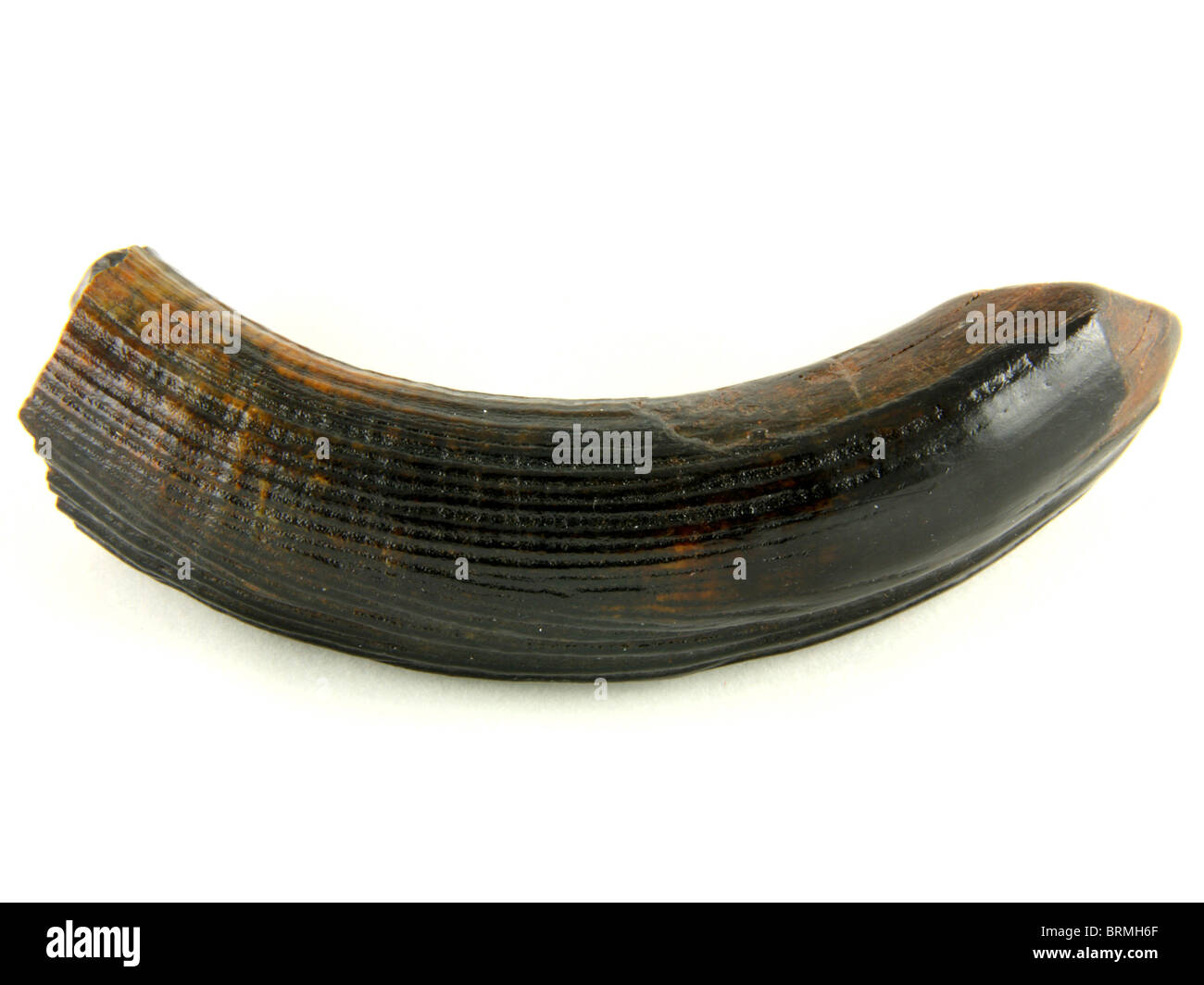 Castoroides Ohioensis (Zahn aus der ausgestorbenen Riesen Biber) 20.000 Jahre alt gesammelt aus South Carolina Stockfoto