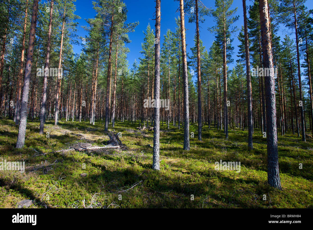 Junge Kiefer ( Pinus sylvestris ) Taiga Wald wächst auf trockenem Heide , Finnland Stockfoto