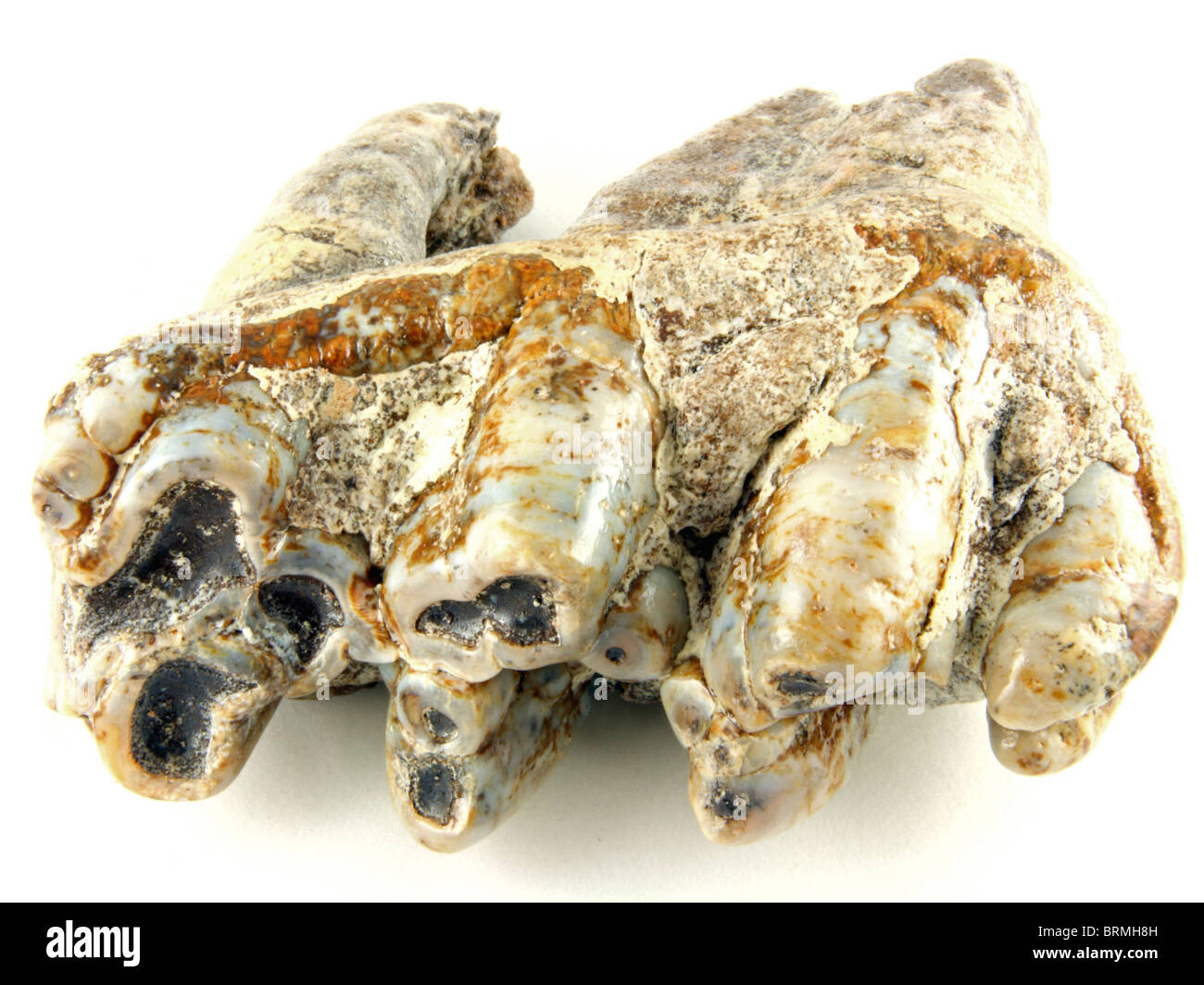 Sinomastodon Intermedius (Molaren aus einer ausgestorbenen asiatischen Mastodon) 1 Million Jahre alt gesammelt von der Provinz Gansu, China Stockfoto