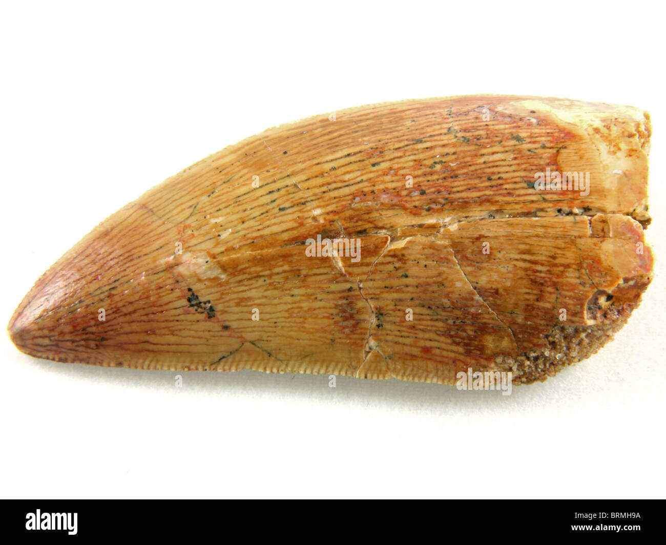 Carcharodontosaurus Saharicus Zahn (aus "afrikanischen Tyrannosaurus Rex") 100 Millionen Jahre alt aus Marokko, Nordafrika Stockfoto