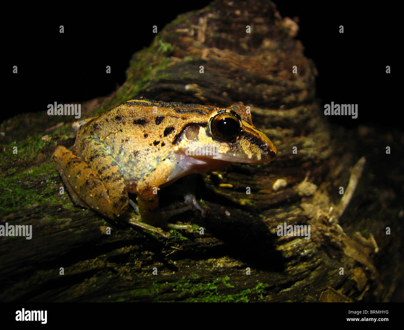 Ein Regen-Frosch in Costa Rica Stockfoto
