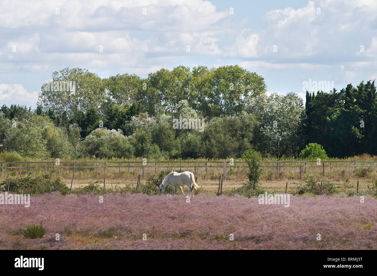 Wilde Pferde in der Camargue Park, Frankreich Stockfoto