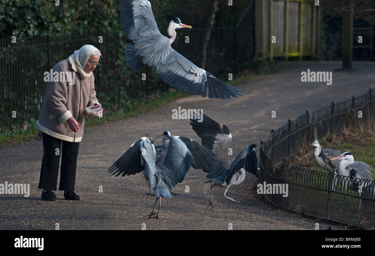 Grey Heron Ardea Cinerea Regents Park Central London winter Stockfoto