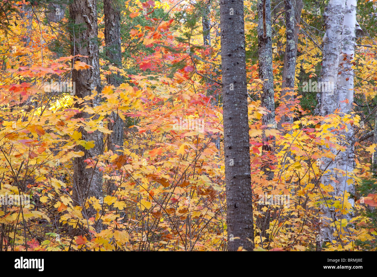 Laubwald im Herbst, Tettegouche State Park, Minnesota Stockfoto