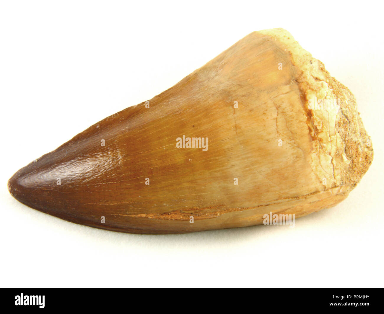 Mosasaurus Anceps Zahn (von einem ausgestorbenen marinen Reptilien) 68 Millionen Jahre alten (Oberkreide) aus Marokko, Nordafrika Stockfoto