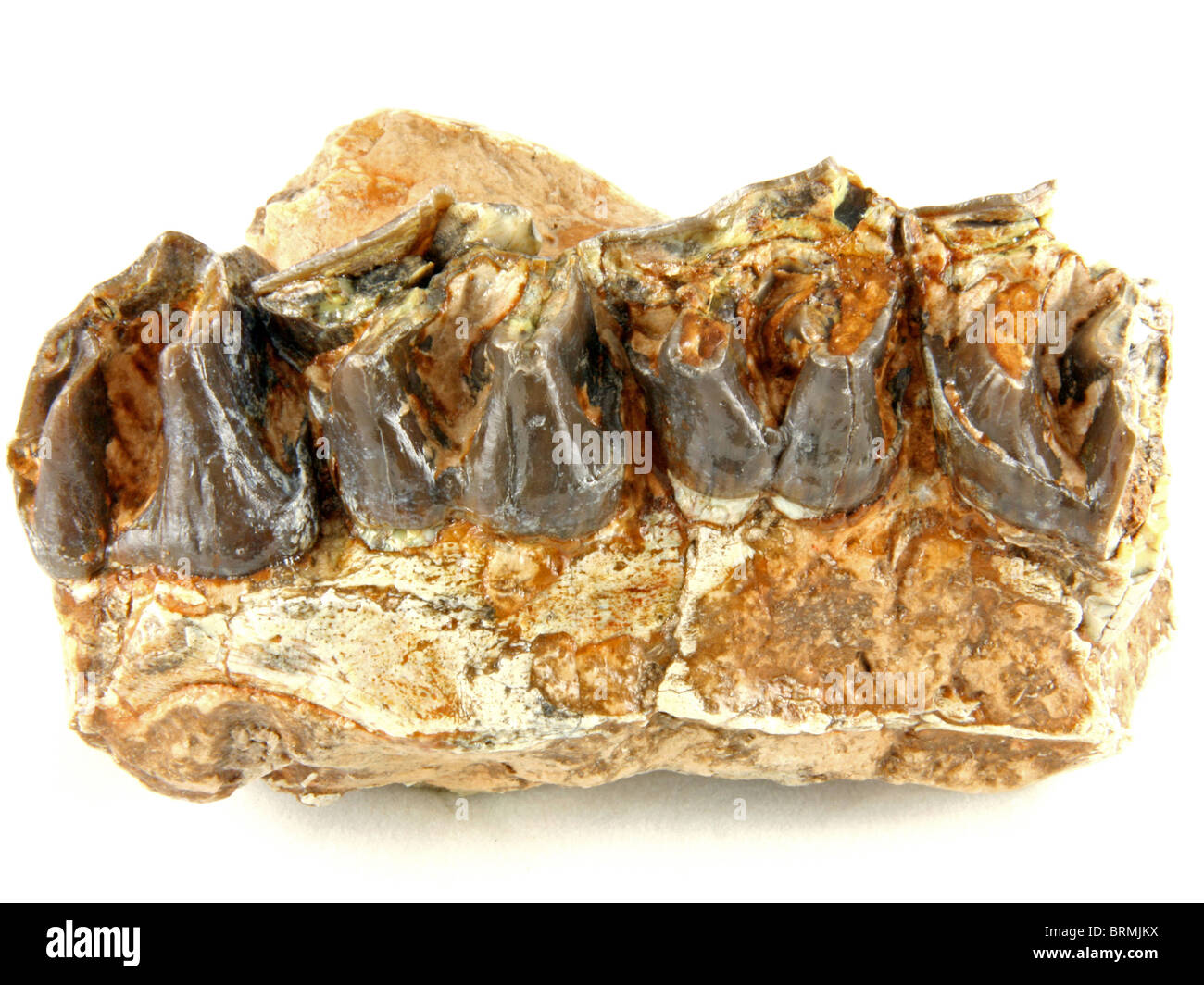 Subhyracodon Occidentalis (Kiefer Abschnitt aus einer ausgestorbenen nordamerikanischen laufen Nashorn) 35 Millionen Jahre alt Stockfoto