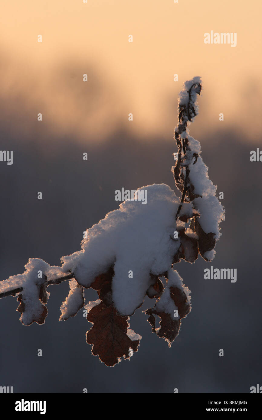 Eichenlaub mit Schnee bedeckt Stockfoto